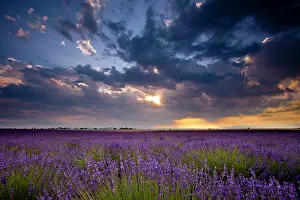 Aroma: Sunset over lavender fields near Valensole