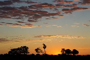 Okavango: Sunset light in the Okavango Delta, Botswana