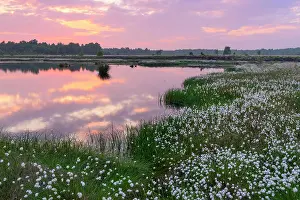 Hares: Sunset in the moor with fruiting cotton grass (Eriophorum