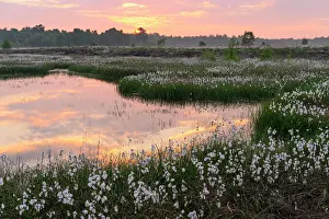 Hares: Sunset in a moor with fruiting cotton grass (Eriophorum