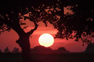 050221: Sunset with Oak trees - Norfolk UK