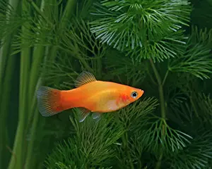 Xiphoporus: Sunset platy - side view