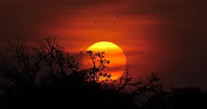 Narok: Sunset on Savannah, Masai Mara Park in Kenya