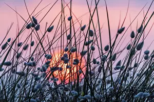 Hares: Sunset at the sea, sun sinking behind dunes overgrown