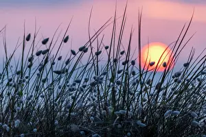 Hares: Sunset at the sea, sun sinking behind dunes overgrown