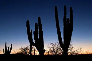 Adams: Sunset silhouettes of Cardon cactus and Adam's