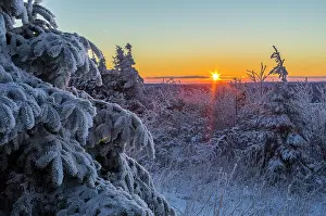 Fichtelberg: Sunset and snow-covered conifers on the Fichtelberg