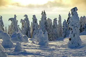 Groer: Sunset with snow-covered spruces, Arbermandl, Arbermcnnchen