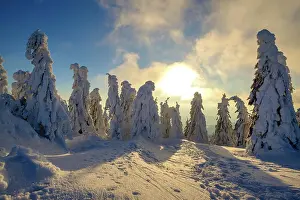 Groer: Sunset with snow-covered spruces, Arbermandl, Arbermcnnchen