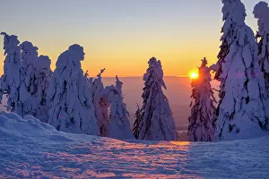Groer: Sunset with snow-covered spruces, Arbermandl, Arbermcnnchen