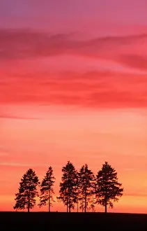 Firs: SUNSET - with spruce firs on horizon