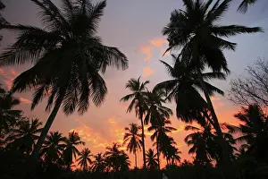 Nucifera: Sunset, Sri Lanka