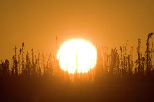 Stunted: Sunset over stunted Boreal Forest near the Dempster