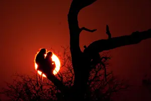 Till: Before sunset till sunrise baboons seek refuge in tree branc
