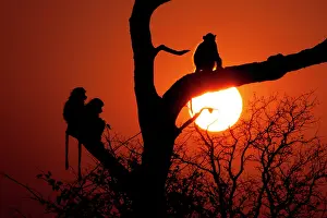 Till: Before sunset till sunrise baboons seek refuge in tree branc