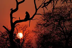 Baboons: Before sunset till sunrise baboons seek refuge in tree branc