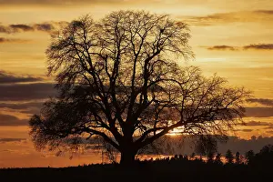 Moody: Sunset tree with setting red sun against a reddish sky and tree backdrop