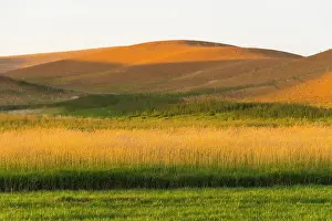 Wheat: Sunset view of wheat field, Palouse, Washington State, USA