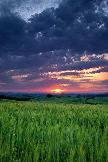 Pienza: Sunset over wheat field near Pienza, Tuscany