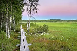 Boarded: Sunset, wooden footbridge in wetland, moor with