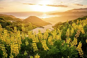 Lupin: Sunset, Yellow Lupines (Lupinus luteus) on sand