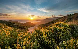 Indulgence: Sunset, Yellow Lupines (Lupinus luteus) on sand