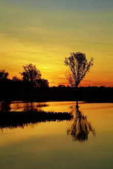Billabong: Sunset, Yellow Water Billabong, Kakadu National