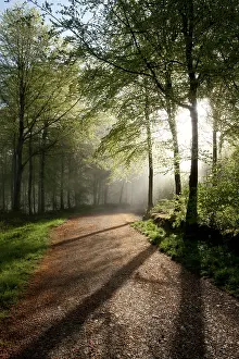 Paul Felix: Sunshine
