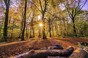 Reflex: A sunstar at sunset in a deciduous forest in late