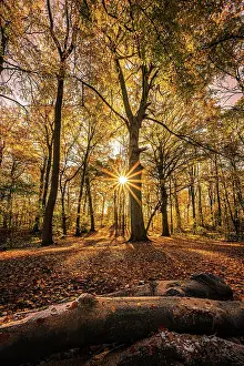 Reflex: A sunstar at sunset in a deciduous forest in late