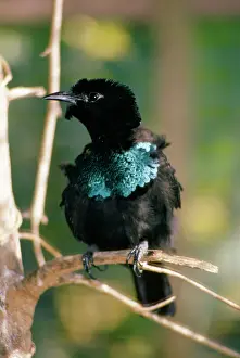 Superba: SUPERB BIRD OF PARADISE