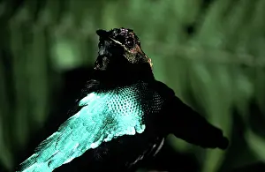 Superba: SUPERB BIRD OF PARADISE - HEAD