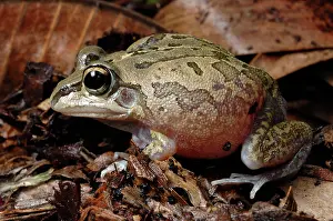 Breviceps: Superb Collared Frog (Cyclorana breviceps)