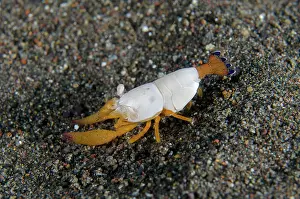 Superba: Superb Coral Shrimp