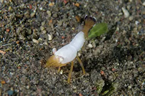 Superba: Superb Coral Shrimp
