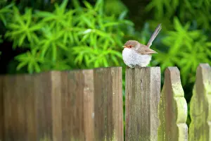 Malurus: Superb Fairy-wren - female