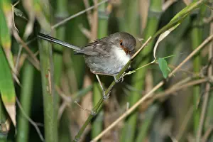 Cyaneus: Superb Fairy-wren - Female