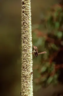 Attracted: Superb Fairy-Wren - Female attracted to Grass tree in flower
