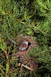 Malurus: Superb Fairy-wren - Female at nest