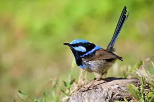 Malurus: Superb Fairy-wren - male