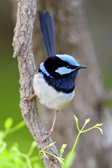 Malurus: Superb Fairy-wren - male