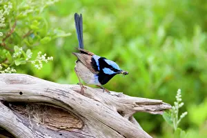 Malurus: Superb Fairy-wren - male