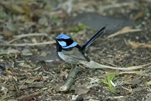 Cyaneus: Superb Fairy-wren - Male