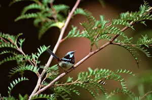Malurus: Superb Fairy-Wren - male in breeding plumage