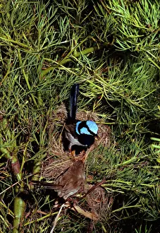 Malurus: Superb Fairy-wren - Male & female at nest