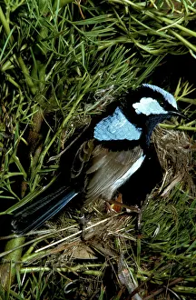 Cyaneus: Superb fairy-wren (Malurus cyaneus) male. Australia