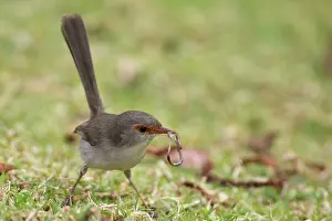 Cyaneus: Superb Fairywren