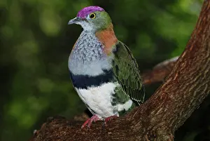 Ptilinopus: Superb Fruit-Dove