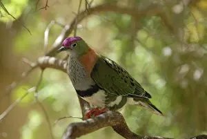 Ptilinopus: Superb Fruit-Dove