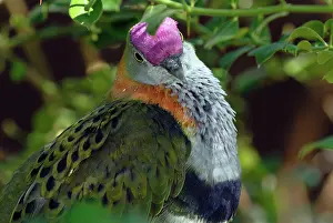 Ptilinopus: Superb Fruit-Dove